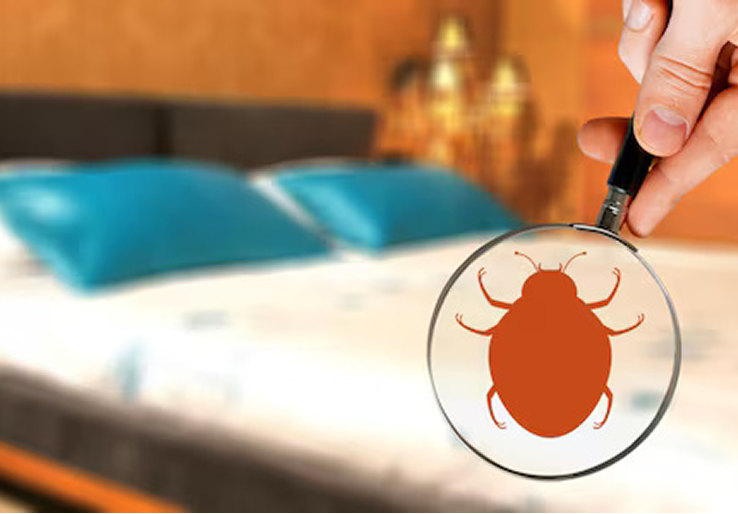 Bed Bug Treatment